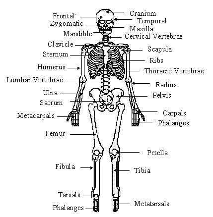 Chapter 6 Skeletal System Diagram Quizlet