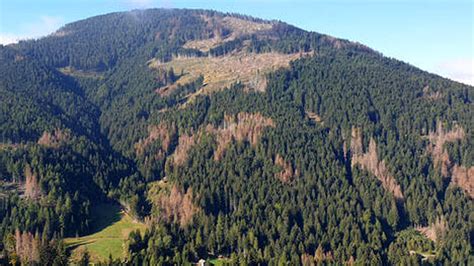 Bostrico Allarme Della Coldiretti In Trentino Una Pandemia