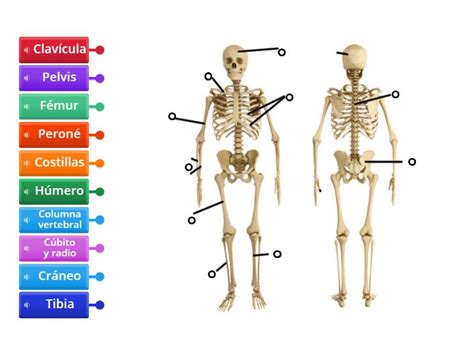 Los Huesos Diagrama Con Etiquetas