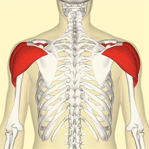 Difference Between Deltoid And Rotator Cuff Compare The Difference