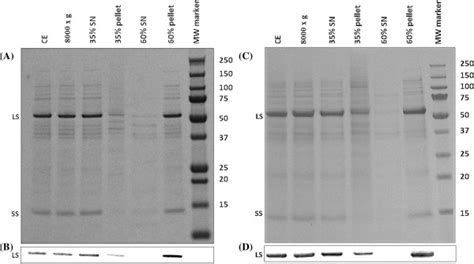 Sds Page Gels And Western Blots Showing Protein Content In Ammonium Download Scientific Diagram