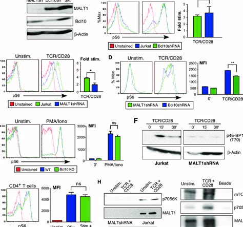 MALT1 But Not Bcl10 Is Required For Optimal S6 Phosphorylation In