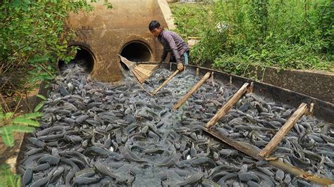 How To Catching A Lot Catfish In My Village After Dry Water In Canal