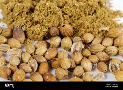 Coriander Coriandrum Sativum Ground Seeds Ground Coriander Seed