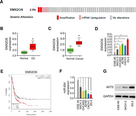 Emx Os Is Overexpressed In Oc Tissues And Oc Cell Lines And