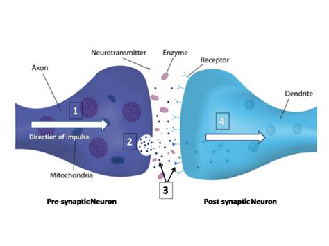 Explore Synapse Function Worksheet Edplace