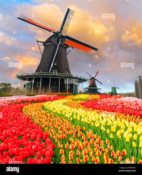 traditional Dutch windmill of Zaanse Schans and tulips at sunrise ...