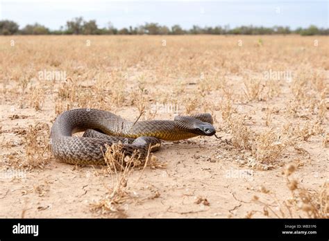 Inland Taipan shown in Queensland habitat Stock Photo - Alamy