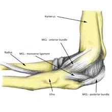 Medial Elbow Ligament Sprain Symptoms Causes Treatment