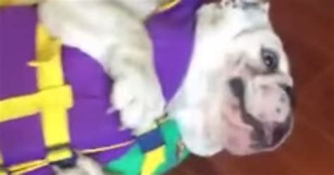 Basil The Bulldog Really Doesnt Like His Life Jacket Huffpost Uk Comedy