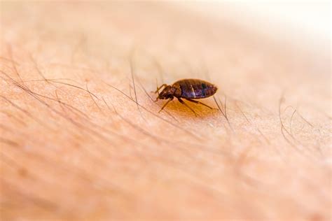 How To Avoid Bringing Bed Bugs Into Your Home Ky Ko Pest Prevention