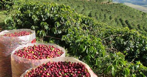 Café do Cerrado Mineiro conquista o mercado externo e chega à Europa