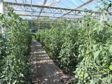 Légumes bio sous serres chauffées c est toujours NON