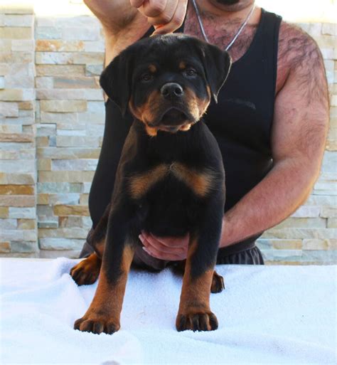 German Rottweiler Puppies For Sale German Rottweiler Breeder