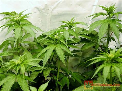 Gorilla Glue 4 - Gorilla Glue Grow Journal - How To Grow Weed Indoors