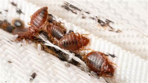 Bed Bug Bites Treatment And Prevention