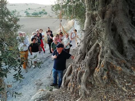 Il Fascino Discreto Degli Ulivi Saraceni Di Chiaramonte Gulfi Foto