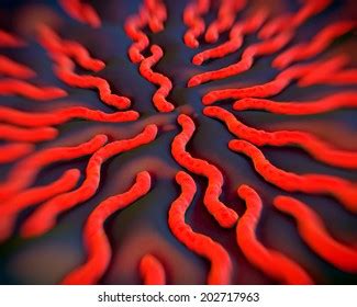 Lyme Disease Bacteria Borrelia Burgdorferi Bacteria Stock Illustration ...