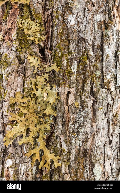 A Lichen Lobaria Pulmonaria On An Old Sugar Maple Tree Acer