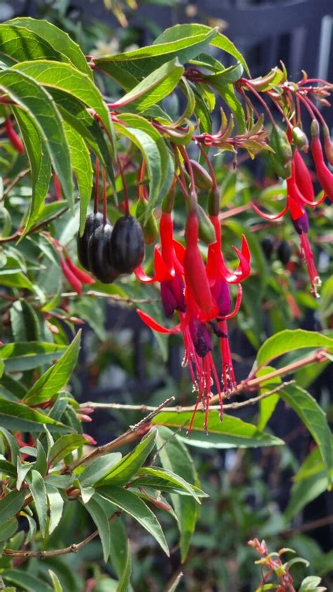 Fuchsia Royal De Reitz Fuchsia Regia Reitzii Groupe Travers