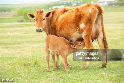 Jersey Cow Calf Photos and Premium High Res Pictures - Getty Images