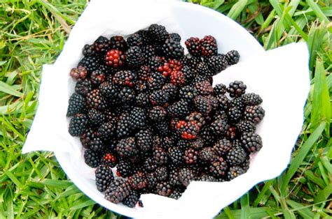 Dewberry Facts And Health Benefits