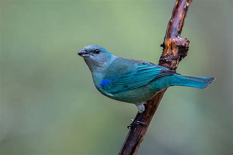 Foto Sanha O De Encontro Azul Thraupis Cyanoptera Por Junior Esteves