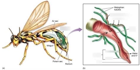 Malpighian Tubules