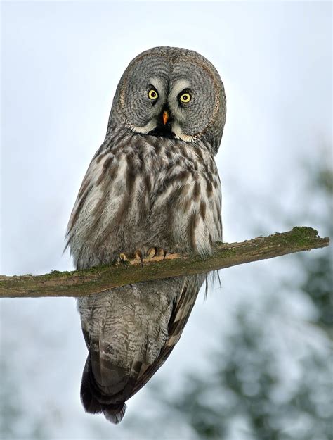 Great grey owl - Wikipedia