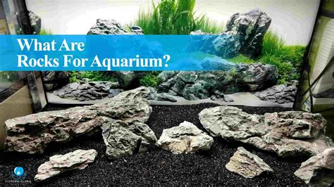 Can I Add Dry Rock To An Established Aquarium? Full Guide