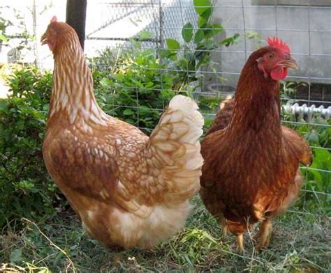 Raising Backyard Chickens A Beginner S Guide To Happy And Healthy Hens