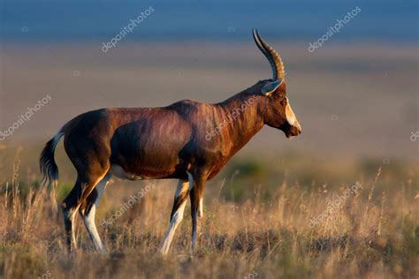 Blesbok antelope — Stock Photo © EcoPic #4757483