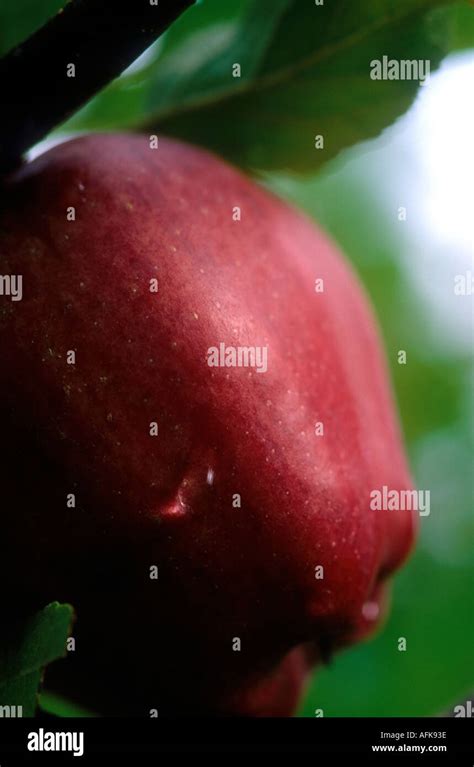 Red Delicious Apple Stock Photo Alamy