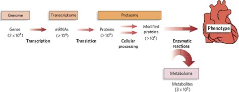 2.1. The relationship between the genome, proteome and metabolome (Wang ...