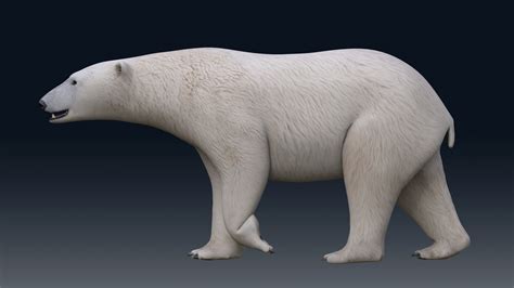 Polar Bear Without Fur