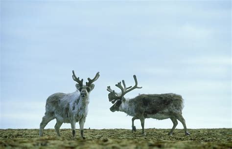 This Archipelago Saved an Entire Species of Reindeer From Extinction