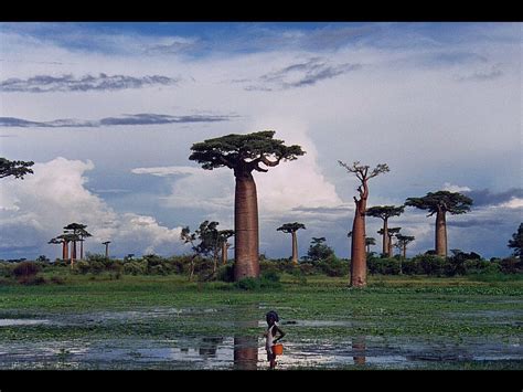 Giant Trees From Around The World: Baobab trees