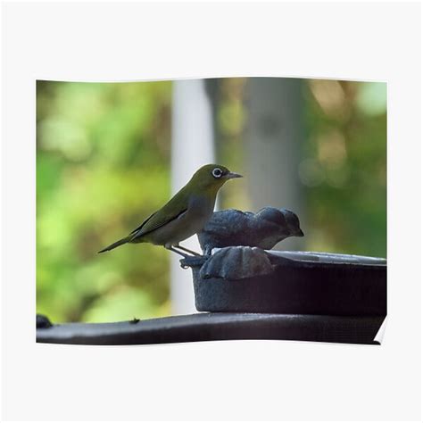 "Australian Silvereye bird feeding photo" Poster for Sale by ...