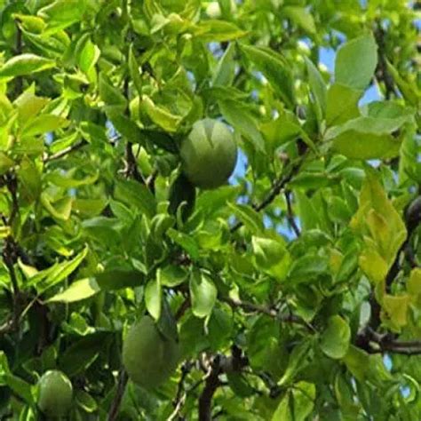 Bael Fruit Tree for Planting - TRADITIONAL REMEDIES STORE