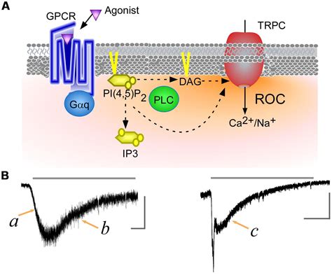 Frontiers Dynamics Of Receptor Operated Ca2 Currents Through TRPC