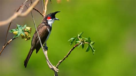 Ήχοι της Φύσης Birds Singing Without Music 24 Hour Bird Sounds