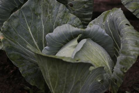 Focus Photography of Green Cabbage · Free Stock Photo