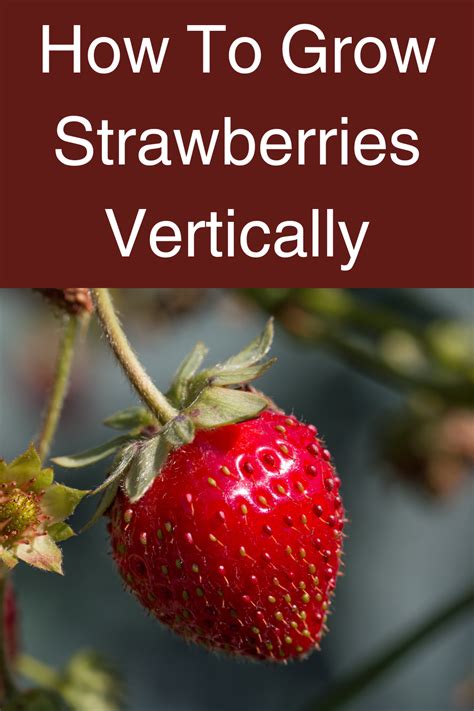 Learn How To Grow Strawberries Vertically And Maximize Your Garden