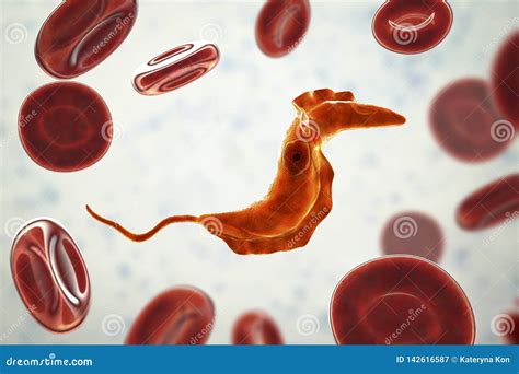 Trypanosoma cruzi parasite stock illustration. Illustration of chagas ...