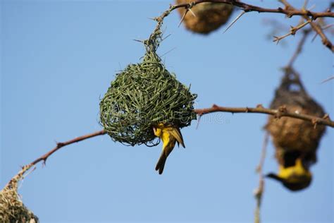 Ninho Dos Pássaros Do Tecelão Imagem de Stock Imagem de penas pena