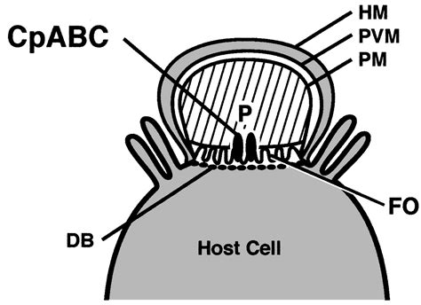 Cpabc A Cryptosporidium Parvum Atp Binding Cassette Protein At The