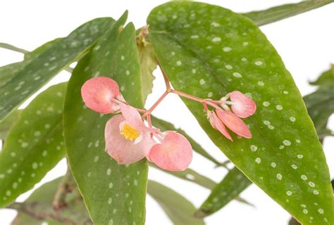 Foto Begonia Maculata Come Prendersene Cura