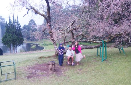 Taman-Bunga-Sakura-Bogor.. – Penginapan.net 2023