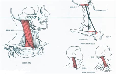 第004期：认识你的肌肉之头颈肌 知乎