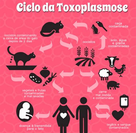 Toxoplasmose Sintomas Tratamento E Prevenção Tem Cura